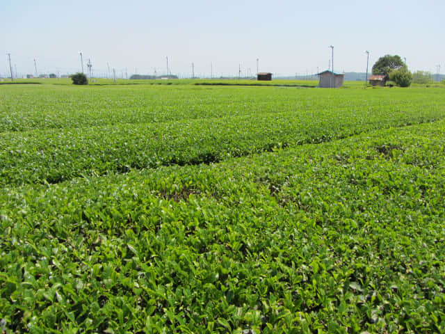 靜岡縣牧之原大茶園 