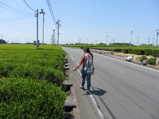 靜岡縣牧之原大茶園 遠足 蓬萊橋入口至天神社