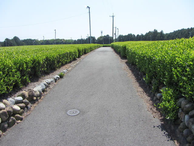 靜岡縣牧之原大茶園