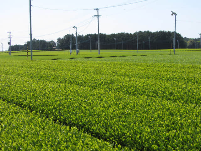 靜岡縣牧之原大茶園