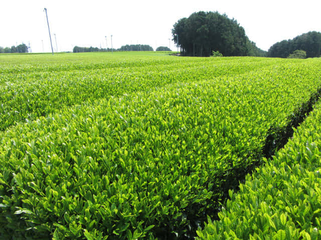 靜岡縣牧之原大茶園