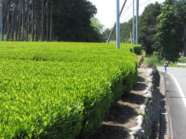 靜岡縣牧之原大茶園 遠足 步行到天神社