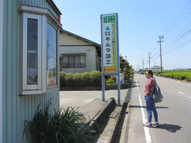 靜岡縣牧之原大茶園 遠足 天神社至茶之鄉博物館