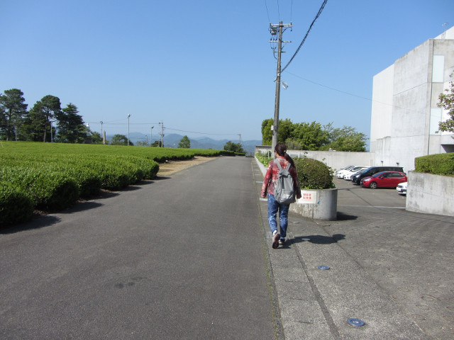 靜岡縣牧之原大茶園 富士茶之都博物館步行到牧之原公園