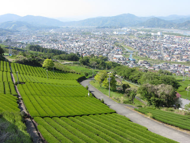 靜岡縣牧之原大茶園．牧之原公園 眺望茶園、大井川、金谷市、島田市