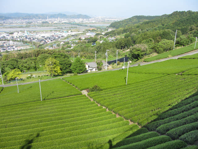 靜岡縣牧之原大茶園．牧之原公園 眺望茶園、大井川、金谷市、島田市