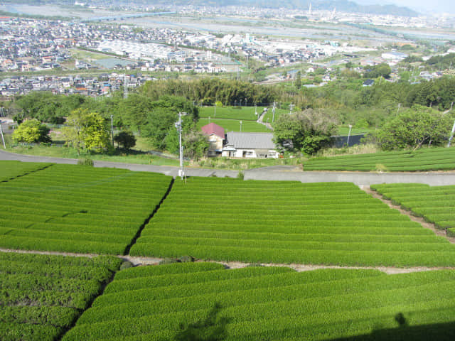 靜岡縣牧之原大茶園．牧之原公園 眺望茶園、大井川、金谷市、島田市