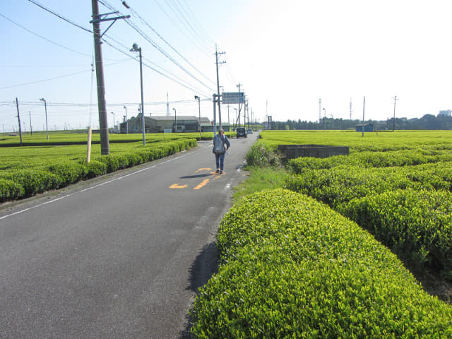 靜岡縣牧之原大茶園．金谷お茶の香通り