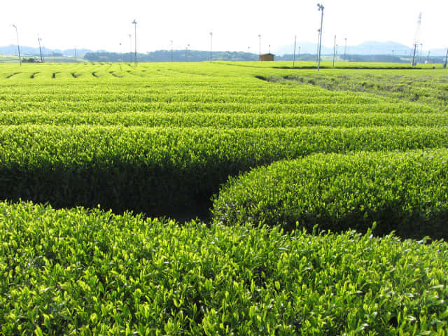 靜岡縣牧之原大茶園．金谷お茶の香通り