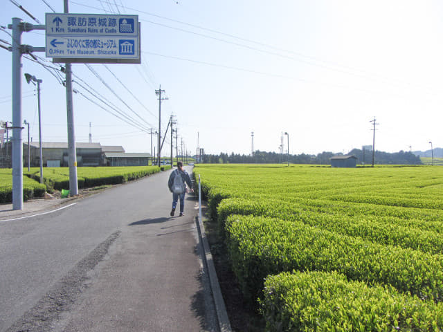 靜岡縣牧之原大茶園．金谷お茶の香通り