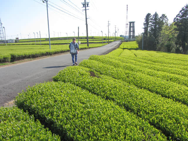 靜岡縣牧之原大茶園．金谷お茶の香通り