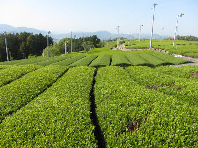 靜岡縣牧之原大茶園．金谷お茶の香通り