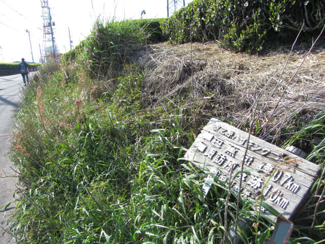 靜岡縣牧之原大茶園．金谷お茶の香通り