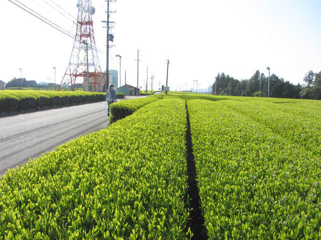 靜岡縣牧之原大茶園．金谷お茶の香通り