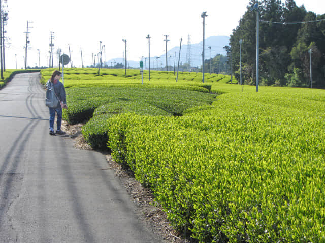 靜岡縣牧之原大茶園．金谷お茶の香通り