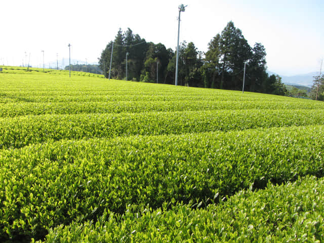 靜岡縣牧之原大茶園．金谷お茶の香通り 金谷茶 茶園區