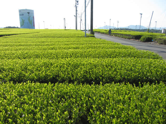 靜岡縣牧之原大茶園．金谷お茶の香通り 金谷茶 茶園區