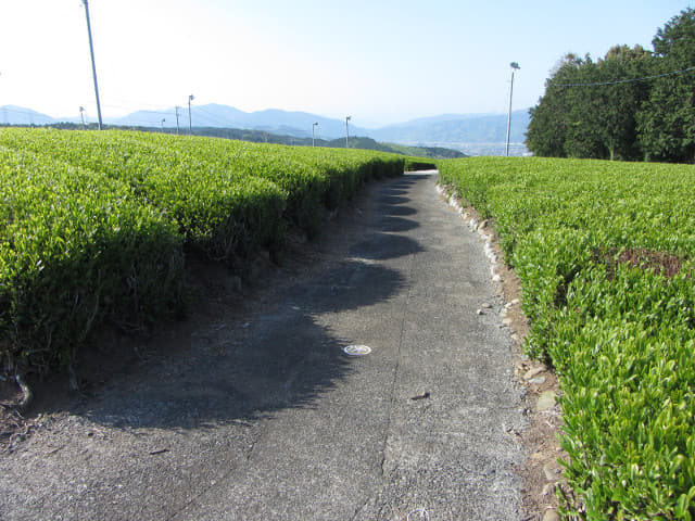 靜岡縣牧之原大茶園．金谷お茶の香通り 金谷茶 茶園區