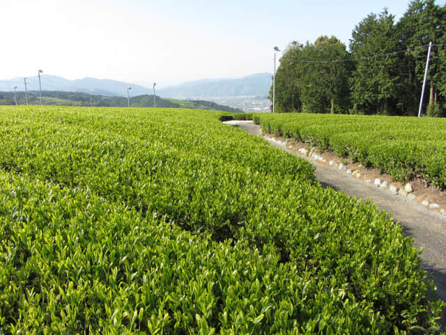 靜岡縣牧之原大茶園．金谷お茶の香通り 金谷茶 茶園區