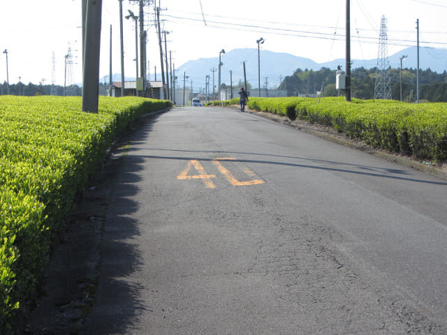 靜岡縣牧之原大茶園．金谷お茶の香通り 金谷茶 茶園區