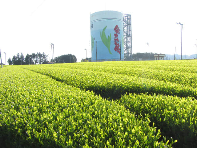 靜岡縣牧之原大茶園．金谷お茶の香通り 金谷茶 茶園區