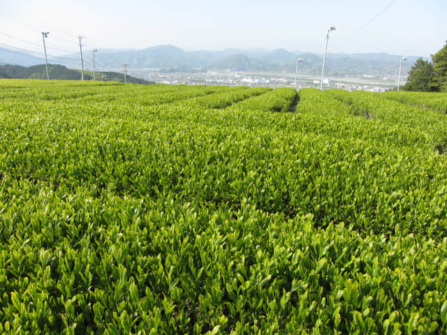 靜岡縣牧之原大茶園．金谷お茶の香通り 金谷茶 茶園區