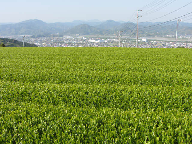 靜岡縣牧之原大茶園．金谷お茶の香通り 金谷茶 茶園區