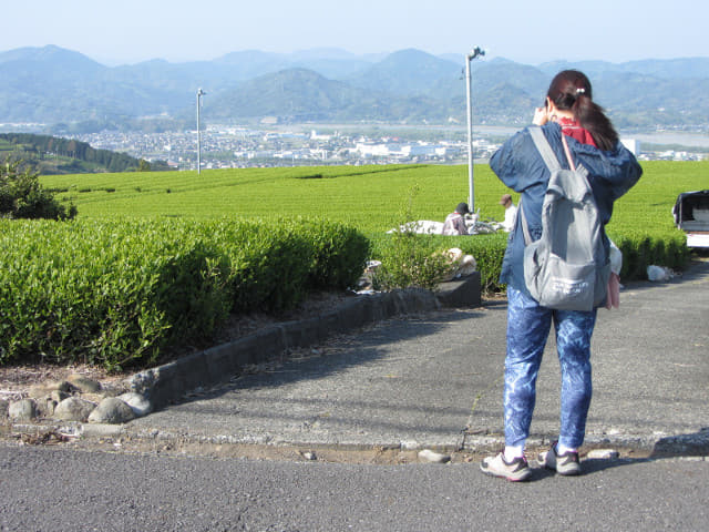 靜岡縣牧之原大茶園．金谷お茶の香通り