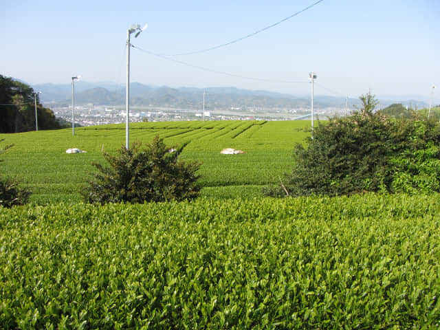 靜岡縣牧之原大茶園．金谷お茶の香通り