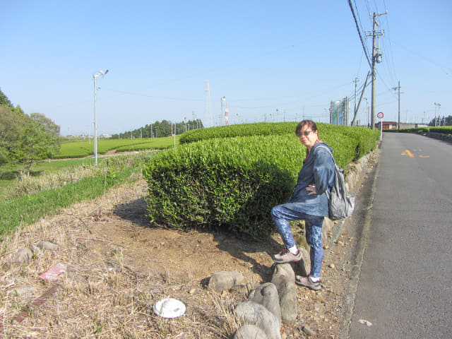 靜岡縣牧之原大茶園．金谷お茶の香通り 終點