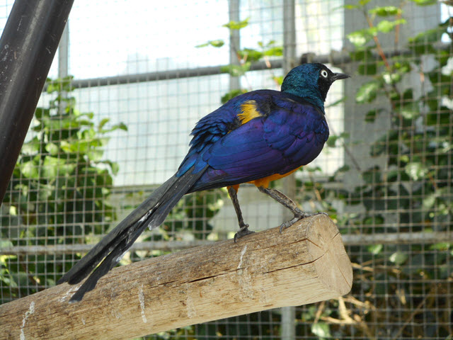 掛川花鳥園 蕉鵑及琵鷺鳥類廣場