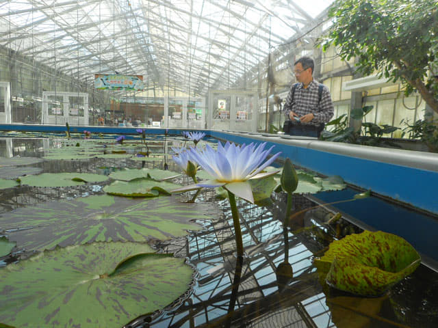 掛川花鳥園 蓮池區