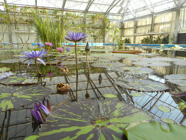 掛川花鳥園 蓮池區