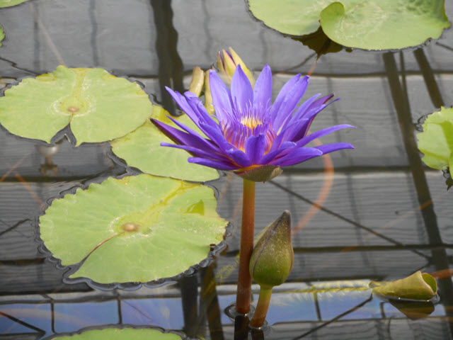 掛川花鳥園 蓮池區