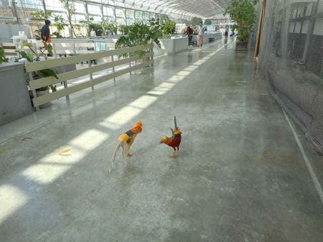 掛川花鳥園