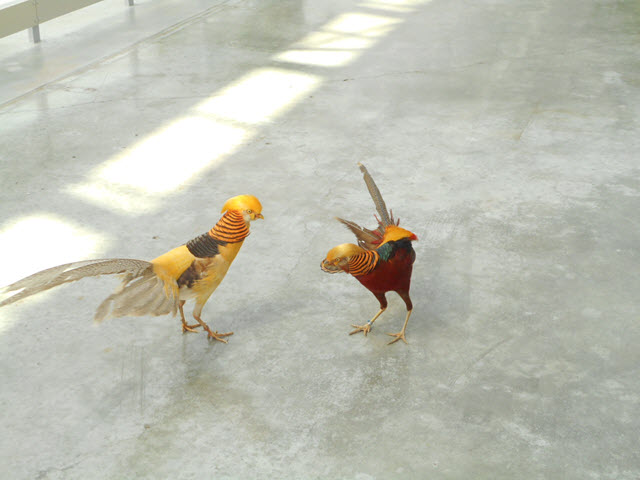 掛川花鳥園