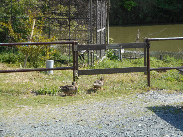 掛川花鳥園 室外區域