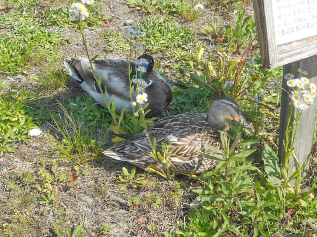 掛川花鳥園 室外區域