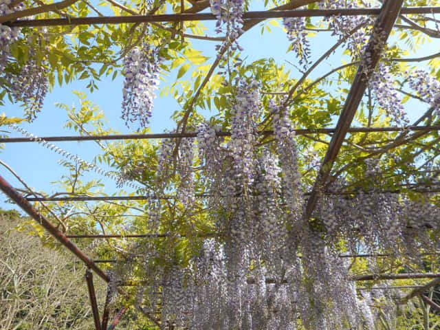 掛川花鳥園 室外區域 紫藤棚