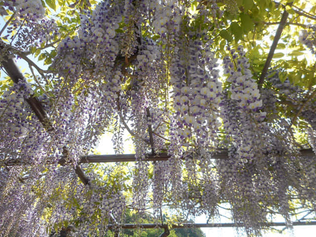 掛川花鳥園 室外區域 紫藤棚