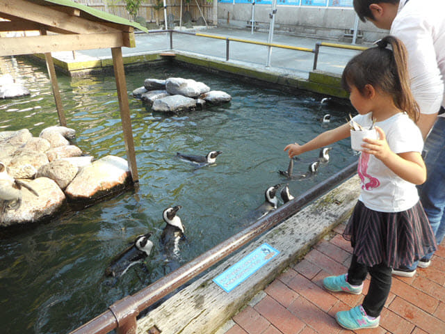 掛川花鳥園 企鵝水池