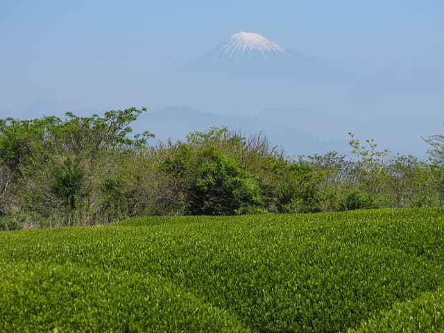 静岡市日本平 茶合館 眺望富士山