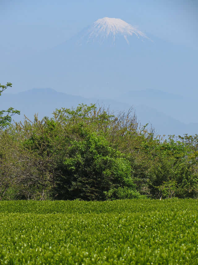 静岡市日本平 茶合館 眺望富士山