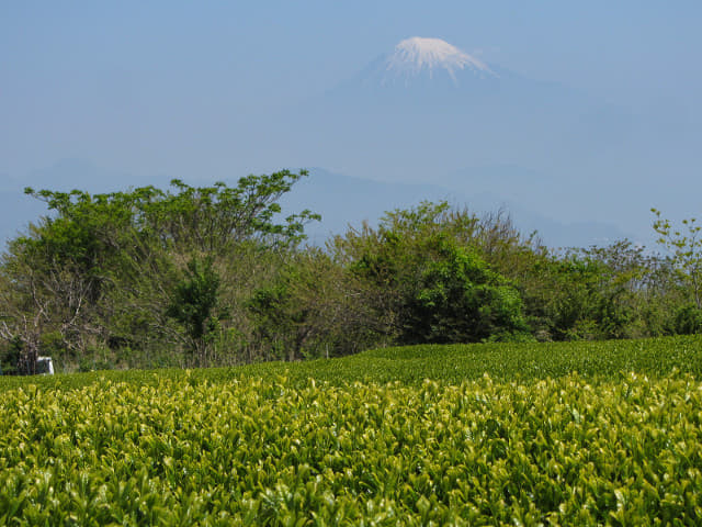 静岡市日本平 茶合館 眺望富士山