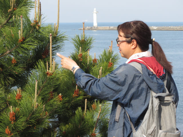 靜岡市清水區三保半島 三保真崎海水浴場