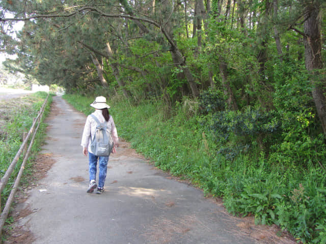 静岡市清水區三保松原