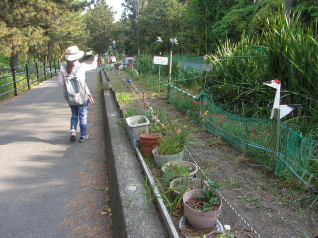 静岡市清水區三保松原