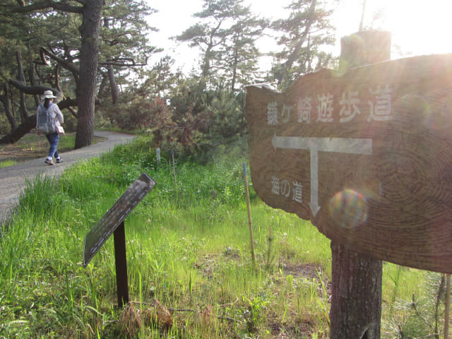 静岡市清水區三保松原 羽衣公園內遊步道 (鐮ケ崎遊步道)