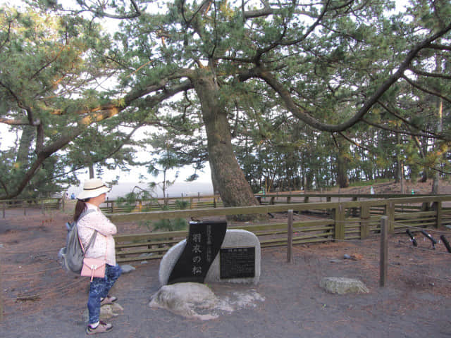 静岡市清水區三保松原 羽衣之松