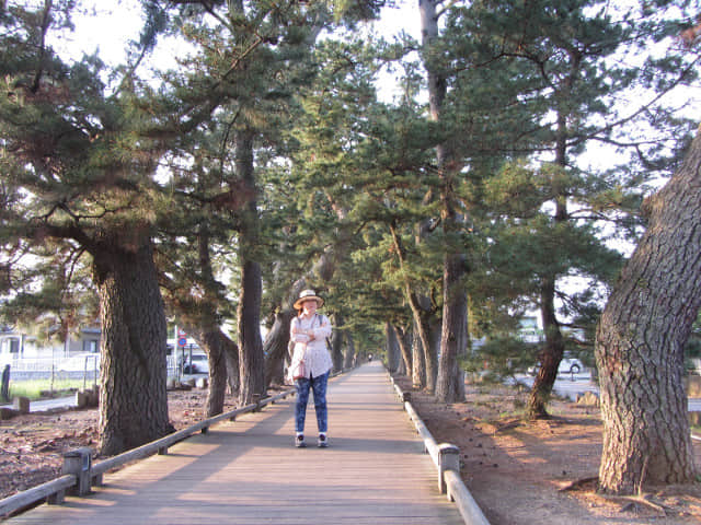 静岡市清水區三保松原 神之道